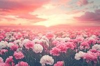 Carnation flower fields carnations flowers sky.