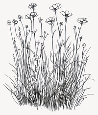 Wild flower Thimbleweed drawing flowers sketch vector