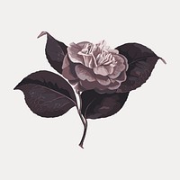 Hand drawn camellia flower design element vector. Remixed by rawpixel.