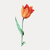 Orange tulip flower element, isolated vector element. Remixed by rawpixel.