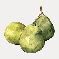 Green pear watercolor collage element, vector element. Remixed by rawpixel.