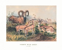 Vigne's Wild Sheep from Zoological sketches (1861-1867) by Joseph Wolf and Philip Lutley Sclater. Digitally enhanced by rawpixel.