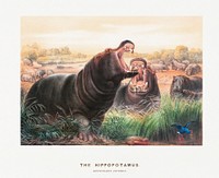 The Hippopotamus from Zoological sketches (1861-1867) by Joseph Wolf and Philip Lutley Sclater. Digitally enhanced by rawpixel.