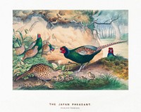 The Japan Pheasant from Zoological sketches (1861-1867) by Joseph Wolf and Philip Lutley Sclater. Digitally enhanced by rawpixel.