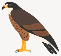 Hawk illustration bird art vector