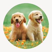 Golden Retriever puppies circle shape badge, pet photo