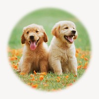 Golden Retriever puppies   soft edge circle badge, pet photo 