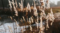 Nature desktop wallpaper background, sea grass by a lake. Visit Kaboompics for more free images.