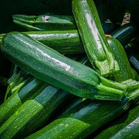 Just-picked green zucchini squash waits to be loaded onto a processing trailer at Kirby Farms in Mechanicsville, VA on Friday, Sep. 20, 2013.