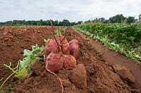 The sweet potatoes harvest begins by plowing them up at Kirby Farms in Mechanicsville. Original public domain image from <a href="https://www.flickr.com/photos/usdagov/10583409706/" target="_blank">Flickr</a>