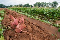 Sweet potatoes harvest at Kirby Farms in Mechanicsville, VA.  Original public domain image from <a href="https://www.flickr.com/photos/usdagov/10583398185/" target="_blank">Flickr</a>