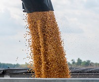 Corn is transferred from corn harvester to trailer, at the John N. Mills & Sons farm; a family owned business located in the Hanover and King William Counties Virginia, on Friday, Sept. 20, 2013.
