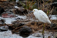 Great egret. Original public domain image from Flickr