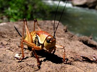 Mormon crickets at the Jarbidge River near Jarbidge, NV, Humboldt-Toiyabe National Forest, USA. Original public domain image from Flickr