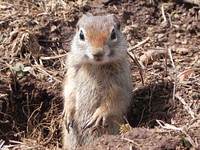 The Northern Idaho Ground Squirrel pictured here in Mud Creek, Payette National Forest, Idaho on April 30, 2011, is found only in Adams and Valley Counties in the Central Idaho Mountains.