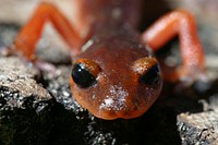 Ensatina eschscholtzii (commonly known by its genus name, Ensatina). The ensatina can usually be found under logs or brush near or in streams, lakes, and other moist places. Original public domain image from Flickr