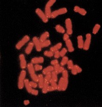 Identification and cloning of the human telomere to define the ends of the human genetic and physical maps. Telomeres are defined as the ends of chromosomes. The specialized structures are involved in the replication and stability of linear DNA molecules. Original public domain image from <a href="https://www.flickr.com/photos/departmentofenergy/11967276056/" target="_blank">Flickr</a>