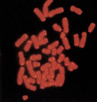 Identification and cloning of the human telomere to define the ends of the human genetic and physical maps. Telomeres are defined as the ends of chromosomes. The specialized structures are involved in the replication and stability of linear DNA molecules. Original public domain image from Flickr