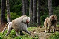 Baboons. Apart from humans, baboons are the most adaptable of the ground-dwelling primates and live in a wide variety of habitats. Intelligent and crafty, they can be agricultural pests, so they are treated as vermin rather than wildlife. Original public domain image from Flickr