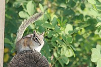 Squirrel on log in forest. Original public domain image from Flickr