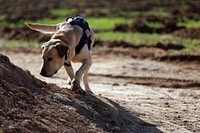 U.S. Marine Corps Sgt. Rush, an improvised explosive device detection dog assigned to Charlie Company, 1st Battalion, 9th Marine Regiment, searches for explosives during a patrol near Patrol Base Boldak in Helmand province, Afghanistan, Jan. 30, 2014.