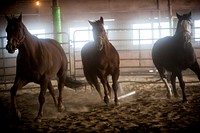 Horses in corral. Original public domain image from Flickr