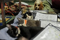 A cat awakens after having surgery at the Falls Road Animal Hospital, Baltimore, Md., June 18, 2014. The hospital has won many awards including Baltimore's best animal hospital, best staff and best animal trainers. Original public domain image from Flickr