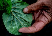 Lynn Moore checks a plant for bugs and disease June 19, 2014, at Larriland Farm, Md. The farm is run primarily by family members and some migrant workers. Original public domain image from Flickr