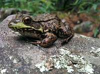 Green Frog on the rock. Original public domain image from Flickr