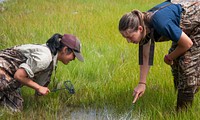 Nekton Sampling. Salt Marsh crew at Rachel Carson NWR searching for fish. Photo: Sarah Fensore / USFWS. Original public domain image from Flickr