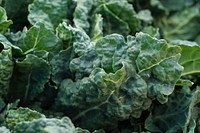 Dinosaur kale for sale at Jack London Square, in Oakland, CA, on Sunday, March 2, 2014. USDA photo by Lance Cheung.. Original public domain image from Flickr