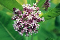 Milkweed in bloom. Original public domain image from Flickr