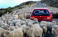 Down a rural road, NZDroving is the practice of moving livestock over large distances by walking them "on the hoof". Original public domain image from Flickr