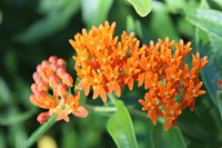 Native Milkweed. This species of milkweed commonly known as butterfly weed is native to the eastern half of the United States. Original public domain image from Flickr