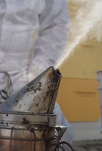 Pine needles produce a smoke to calm the bees for beekeepers at People's Garden Apiary on the U.S. Department of Agriculture Headquarters' Whitten Building roof, in Washington, D.C., during the harvesting of honey from two colonies on Friday, Sept. 5, 2014.