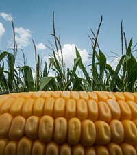 This is a close-up view of #2 yellow corn on T and S Marek Farms in Wharton County, TX on Jun. 20, 2013. The 3,000 acre farm produces corn and milo (grain sorghum) for feed, upland cotton and cattle. USDA photo by Lance Cheung.. Original public domain image from Flickr