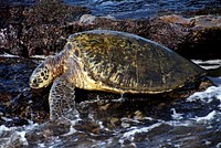 Green sea turtle. Original public domain image from Flickr