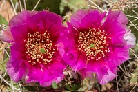 Twin Prickly Pear Blossoms. Original public domain image from Flickr