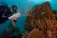 Coral Bleaching. A warmer climate impacts oceans in other ways beyond rising sea levels; coral reefs such as this one in Virgin Islands National Park are dying. Warmer ocean temperatures and more acidic waters (from increased carbon dioxide levels) are bleaching and dissolving coral reefs around the world. Reefs in Biscayne National Park, National Park of American Samoa, and War in the Pacific National Historical Park are also being impacted. Original public domain image from Flickr