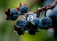 Blueberries have water droplets on them from a heavy rain that ust passed through June 19, 2014, at Larriland Farm, Md. The farm browns berries, peaches, strawberries and an array of different fruits and vegetables. Original public domain image from Flickr