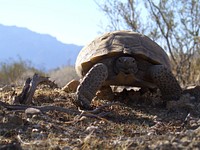 Desert turtle animal background wildlife. Original public domain image from Flickr