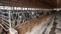 Feeding time in the free stall heifer barns at Brubaker Farms, which is both a diary and green energy producer in Mount Joy, PA on March 19, 2011.