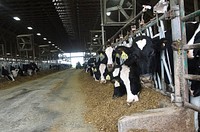 Feeding time in the free stall heifer barns at Brubaker Farms, which is both a diary and green energy producer in Mount Joy, PA on March 19, 2011.