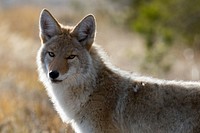 Coyote, Upper Geyser Basin. Original public domain image from Flickr