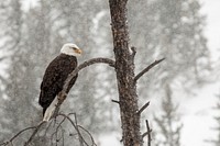 Bald eagle, Gibbon River. Original public domain image from Flickr