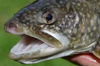Lake Trout. Adult lake trout reared at Iron River National Fish Hatchery in Wisconsin. Original public domain image from Flickr