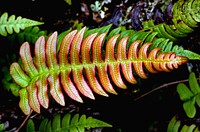 Blechnum NZ Fern. As the leaves get older and harden up, they will replace the anthocyanin with chlorophyll which is green and better at using sunshine. Original public domain image from Flickr