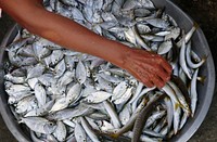 The fish vendor.