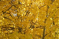 Fall Color. Original public domain image from Flickr