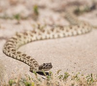 A Pacific Rattlesnake crosses a road on the O’Neal Ranch, in O’Neals, CA, on April 15, 2015. USDA photo by Lance Cheung. Original public domain image from Flickr